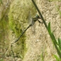 Cordulégastre annelé (crédits: evelyne Liauzun)