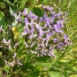 Lilas de mer (Crédits: Stéphanie RITZ)