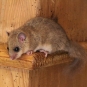 Loir gris (Crédits : Bertille de Fombelle)