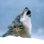Loup (Crédits: Angell Williams - Flickr)