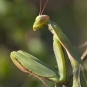 Mante religieuse - Mantis religiosa (Linné, 1758)