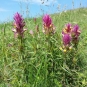 Mélampyre des champs - Melampyrum arvense