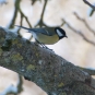 Mésange charbonnière