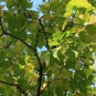 Micocoulier de Virginie, feuillage, crédits : CG