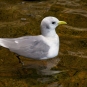 Mouette tridactyle - Crédit: Jean-Marie Van der Maren