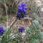 Muscari à grappes