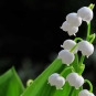 muguet-sauvage-credit-to.wi