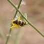 Mylabre inconstant (Crédits : Sabine Meneut)