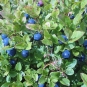 Vaccinium myrtillus