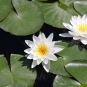Nénuphar blanc. Crédits : Jim, the photographer - Flickr