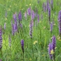Orchis-Moucheron---Crédit-Flickr-Björn-S