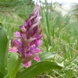 Orchis sureau Crédits Gilles Bassière