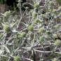 Panicaut champêtre en fleur (Crédit : Le loup blanc)
