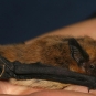 Pipistrelle de Kühl (Crédit : Leonardoancillotto86)