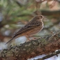 Pipit des arbres (Crédit: Michael Sveikutis)
