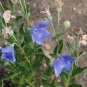 Platycodon, tige et fleurs. Crédits : F.D. Richards - Flickr