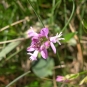 Polygale à feuille de serpolet (Crédit : photothèque Bretagne Vivante)