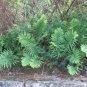 Polypode austral (crédits Tangopaso)