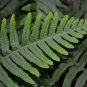 Feuille de Polypodium vulgare (© : Ashley Basil - Flickr)