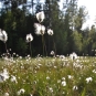 Linaigrette vaginée (Crédit : Sun_FlicKr)