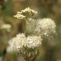 Reine de prés - Filipendula ulmaria (crédit: Quessoy)