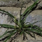Plantain corne-de-cerf