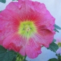 Rose trémière (Crédits : Cyril Gautreau)
