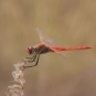 Sympetrum à nervures rouges - mâle (Crédits : Sabine Meneut)