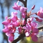 Arbre de judée (Crédits : Sabine Meneut)