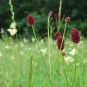 Sanguisorbe officinale - crédit RNN la Bassée