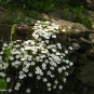 Sabline des montagnes - Arenaria montana
