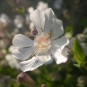 Silène enflé (Crédits : photothèque Bretagne Vivante)