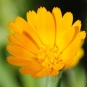Calendula arvensis (crédit: Ishaip)