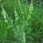 Épiaire droite - Stachys recta L.(Crédit : Aroche)