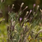 Stéhéline douteuse (Crédits : Cédric Seguin - Natural Solutions)