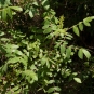 Sumac (Crédits : Cédric Seguin - Natural Solutions)
