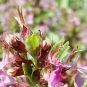 Teucrium chamaedrys (crédit: Guerin Nicolas)