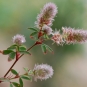 Trèfle Pied-de-lièvre - Trifolium arvense L. (Crédit : Pancrat)