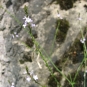 Verveine sauvage (Crédits : Evelyne Liauzun)