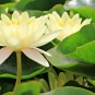 Nénuphar jaune - Nuphar lutea